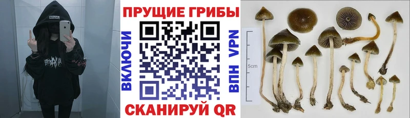 Псилоцибиновые грибы Psilocybe  Ленинск-Кузнецкий 
